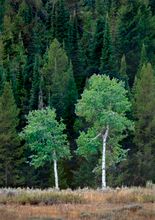 Teton Trees Cluster