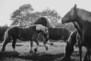 Sky Is The Limit (Equestrian Photography, Horse, Portrait, Monochrome)