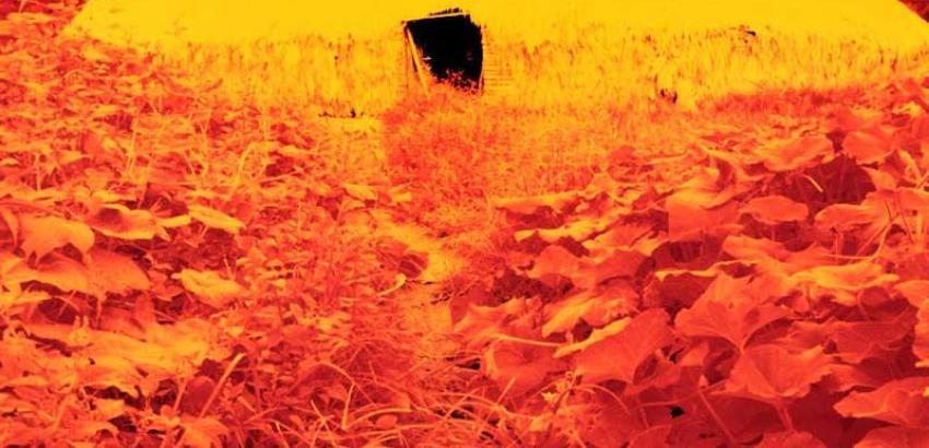 Collective house surrounded by sweet- potato leaves, Catrimani region